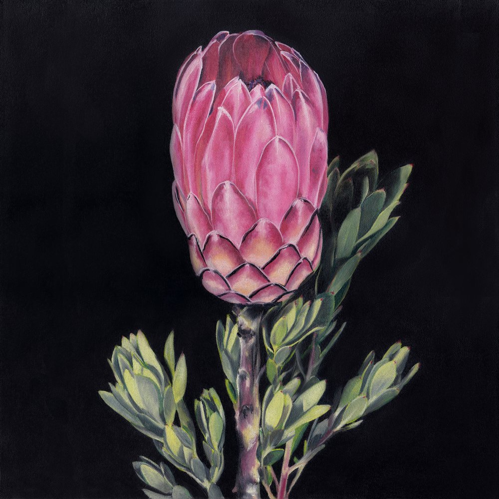 Une protéa rose éclatante - Viccy Wanliss