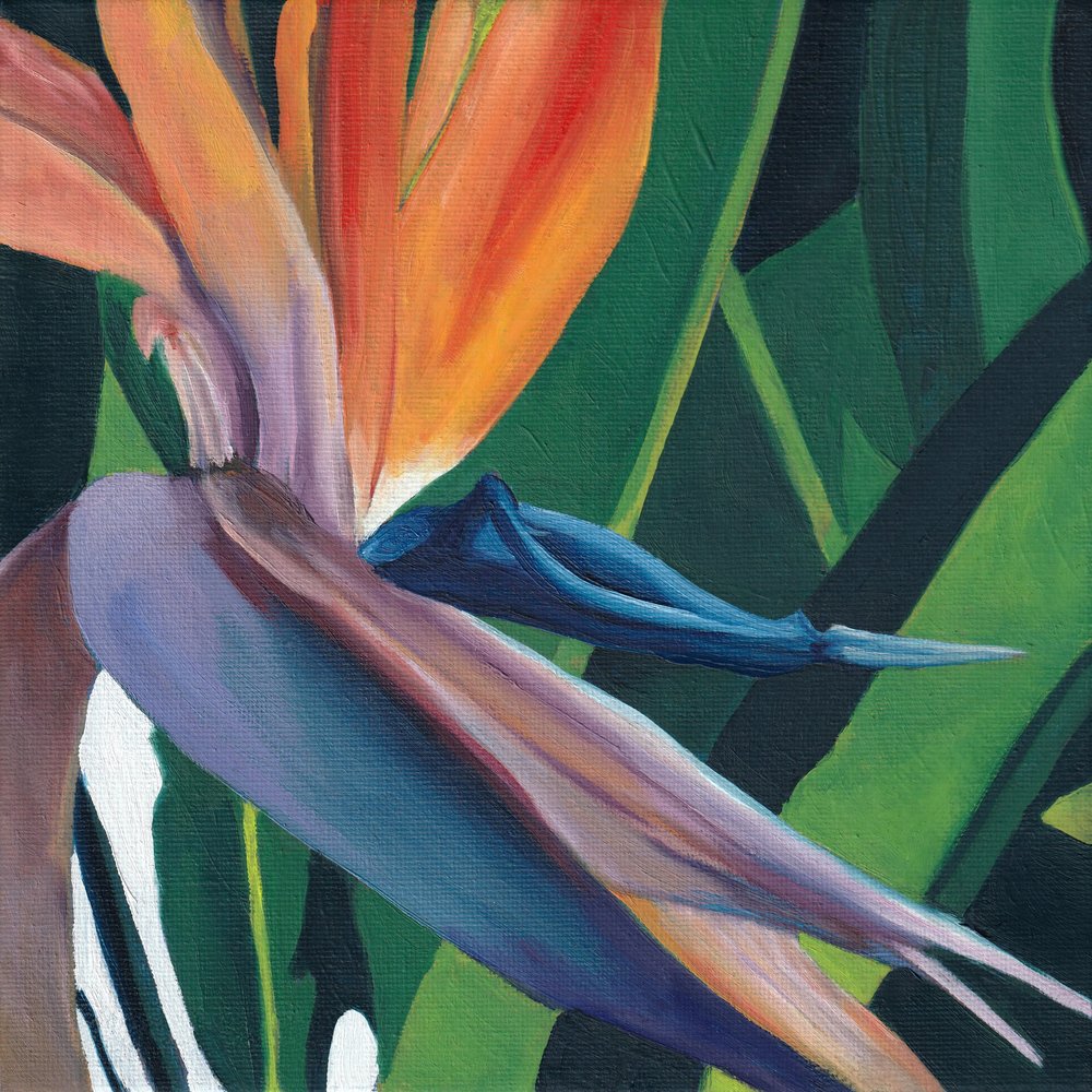 Oiseau de paradis aux couleurs éclatantes - Viccy Wanliss