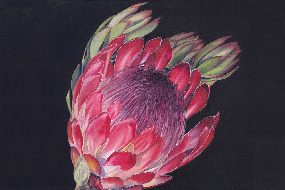 Une fleur de protéa éclatante - Viccy Wanliss