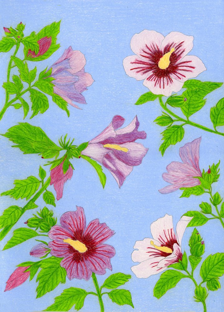 Fleurs d