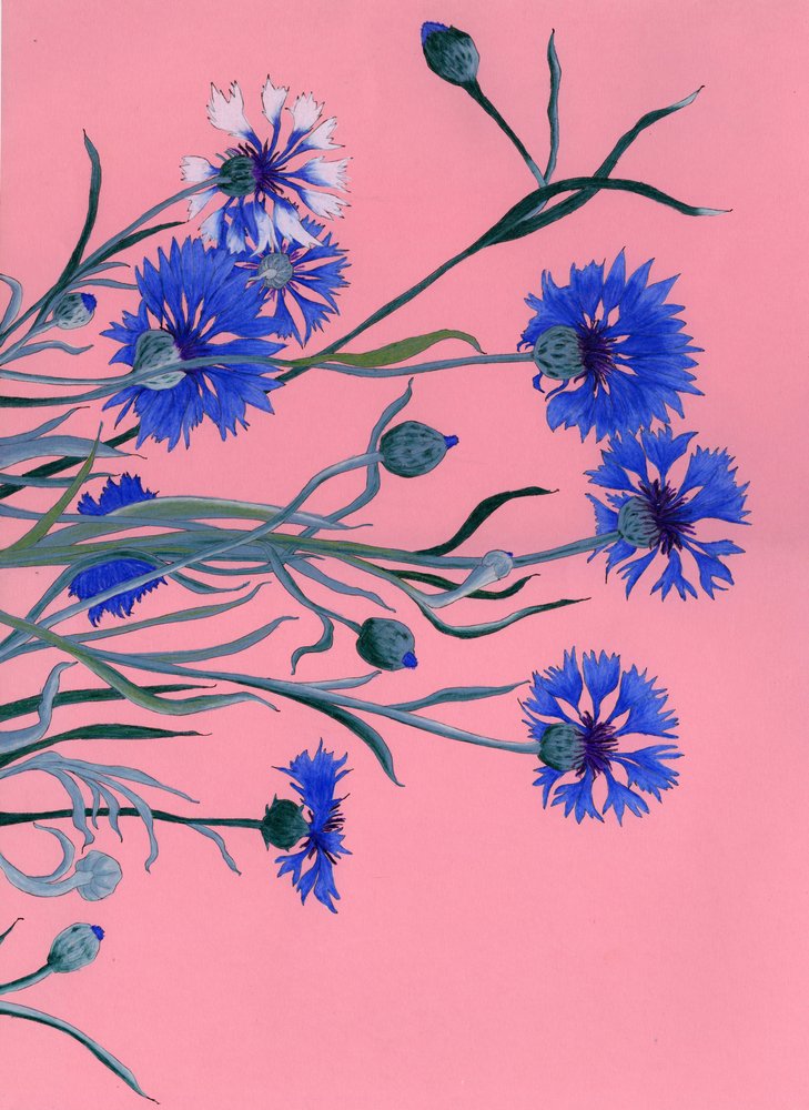 Bleuets bleus sur fond rose - Viktoriia Saunina