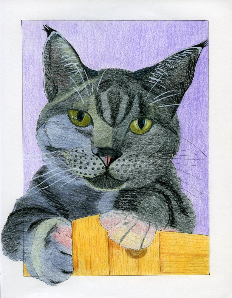 Un chat gris curieux jette un coup d