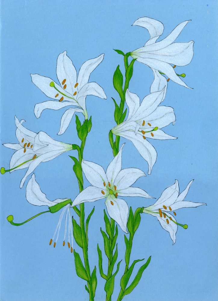 Élégants lys blancs - Viktoriia Saunina