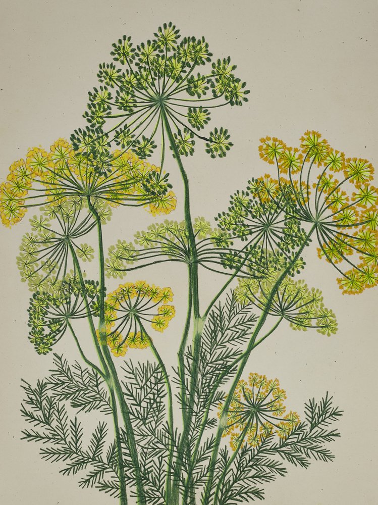 Aneth jaune frais - Viktoriia Saunina