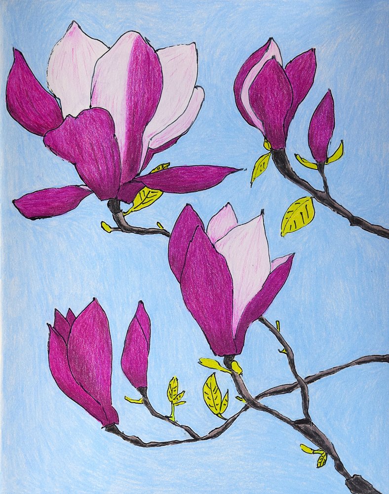 Fleurs de magnolia violettes - Viktoriia Saunina
