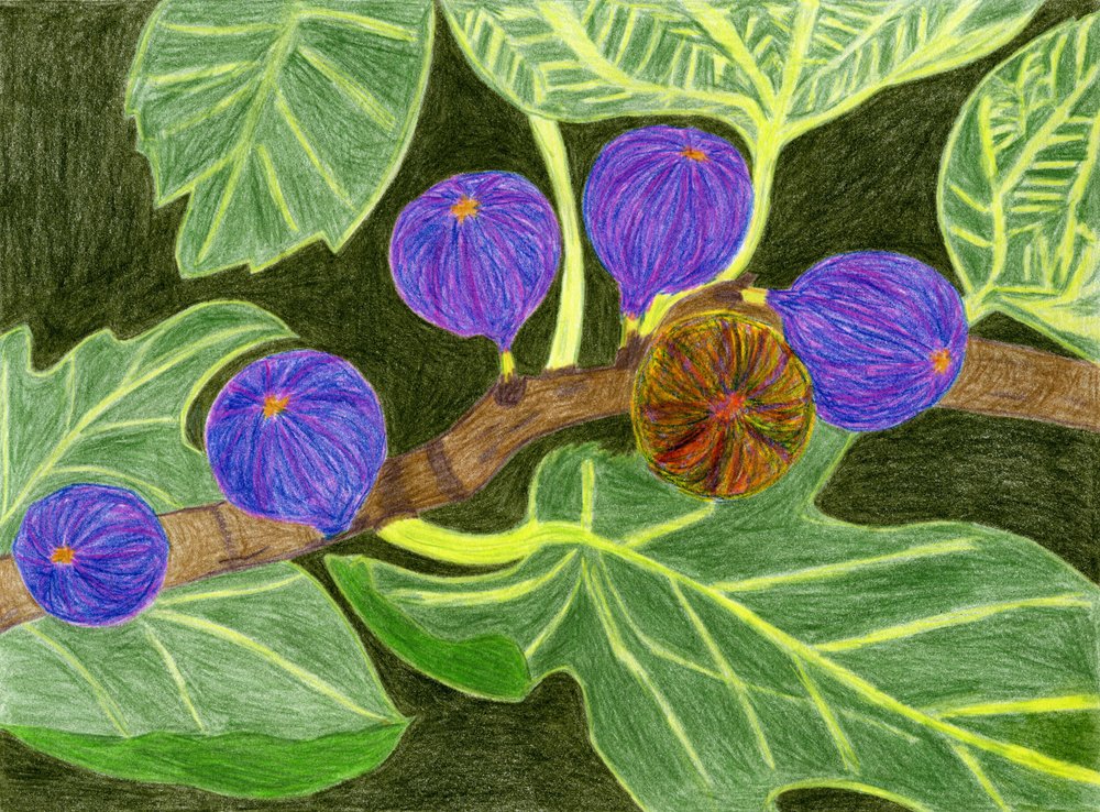 Des figues mûres sur la branche - Viktoriia Saunina
