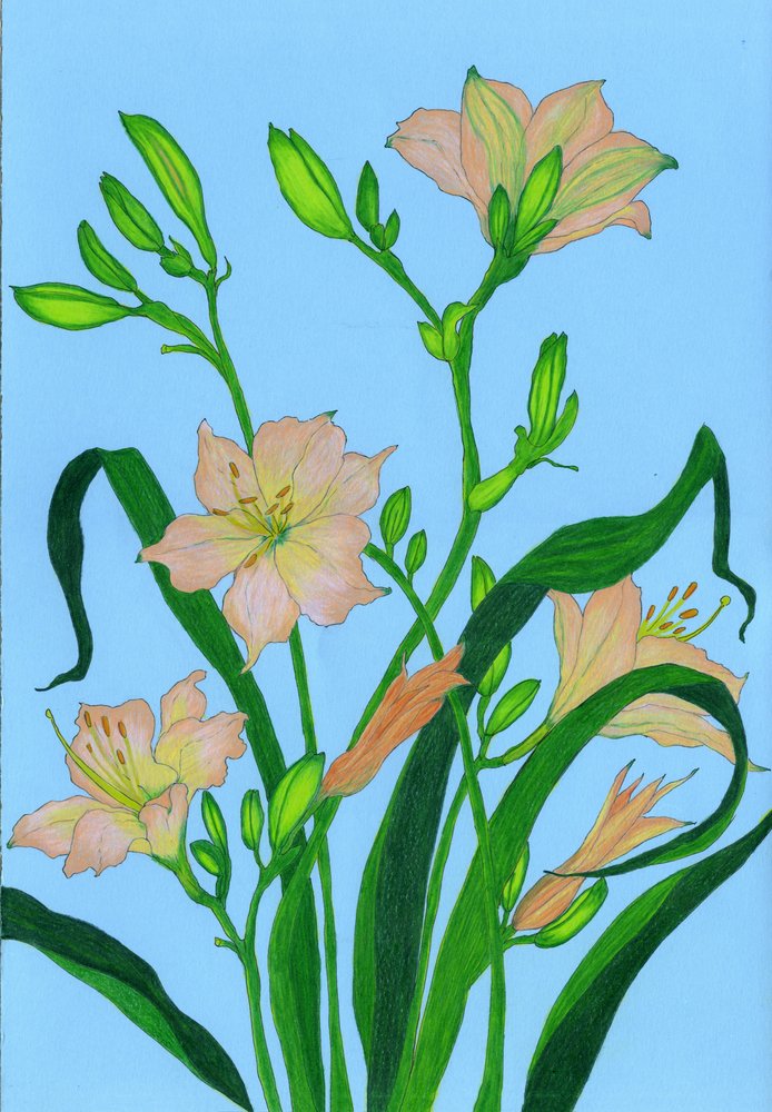 Douces fleurs couleur pêche - Viktoriia Saunina