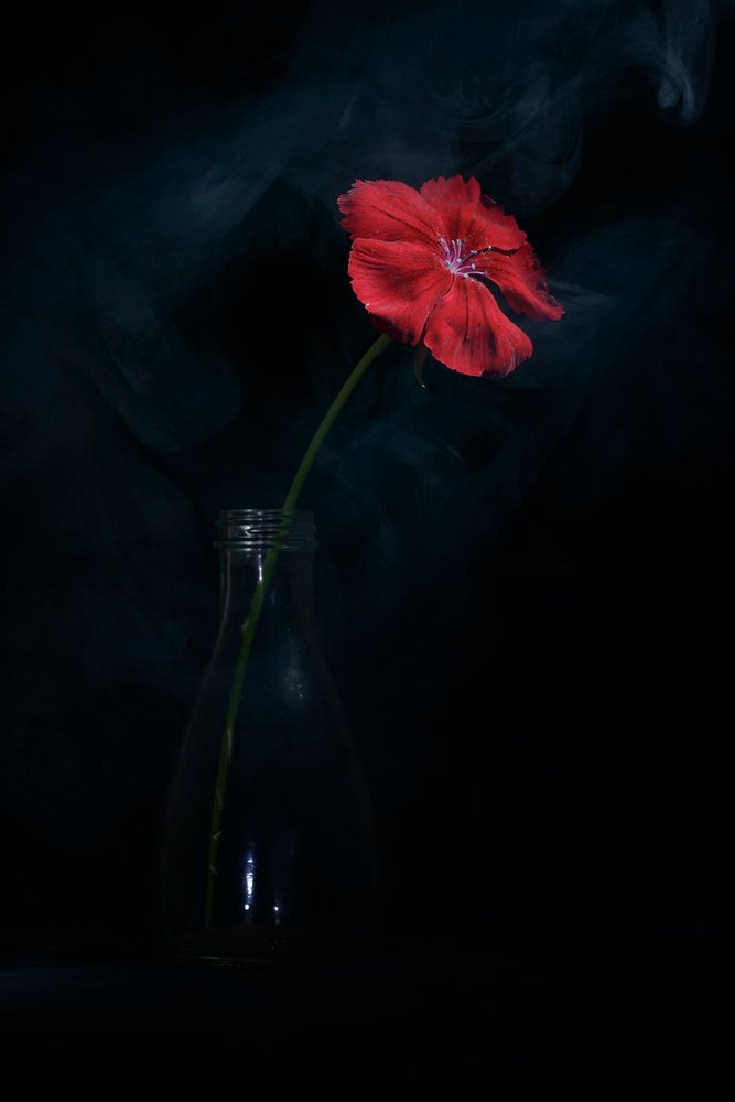 Une floraison rouge spectaculaire - Vladimir Pavlovskyy