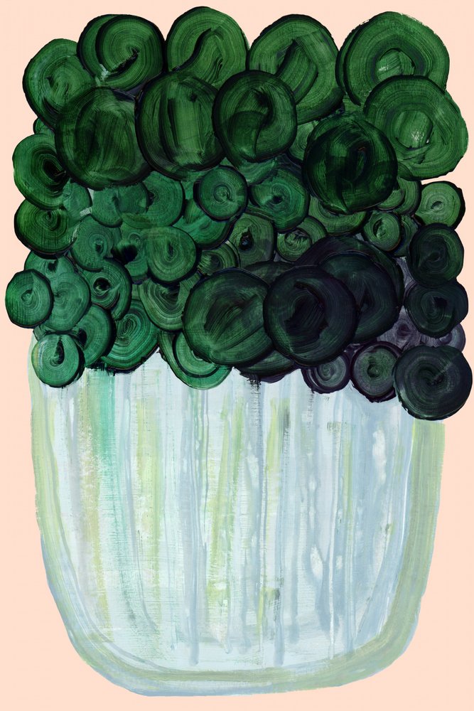 Plante d