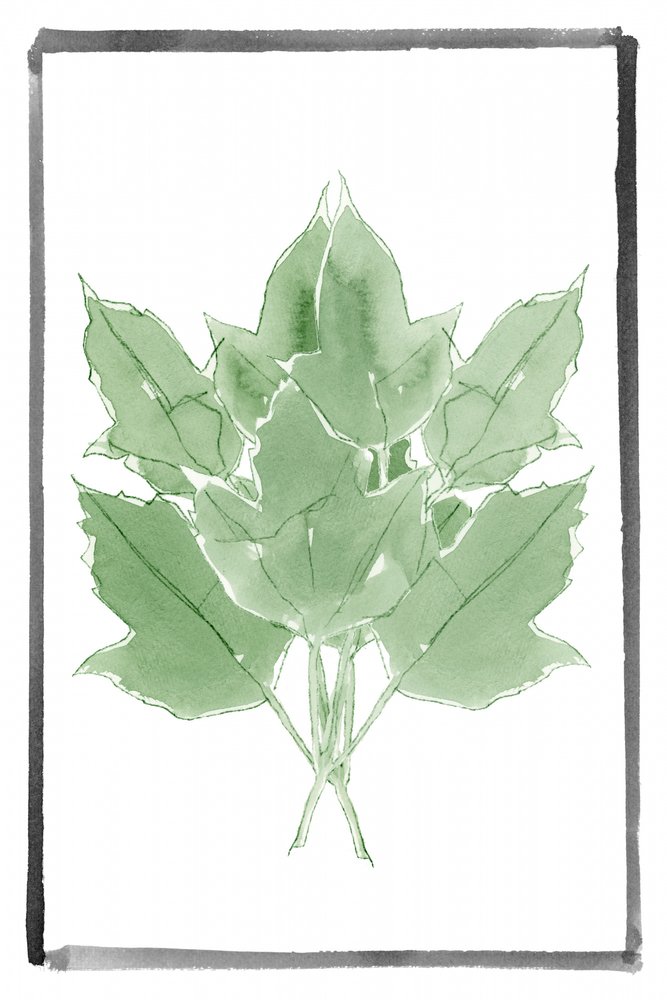 Feuilles vertes fraîches - cartissi