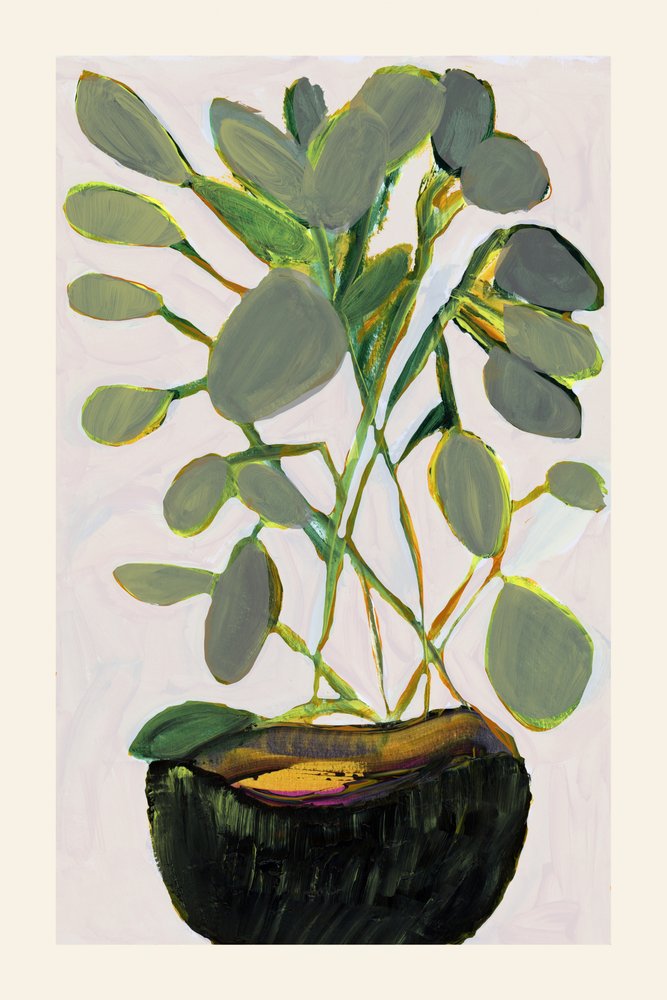 Plante d