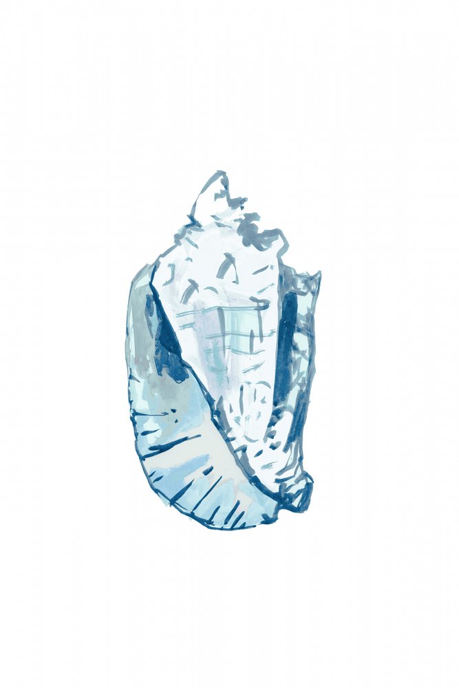 Conque bleu océan - cartissi