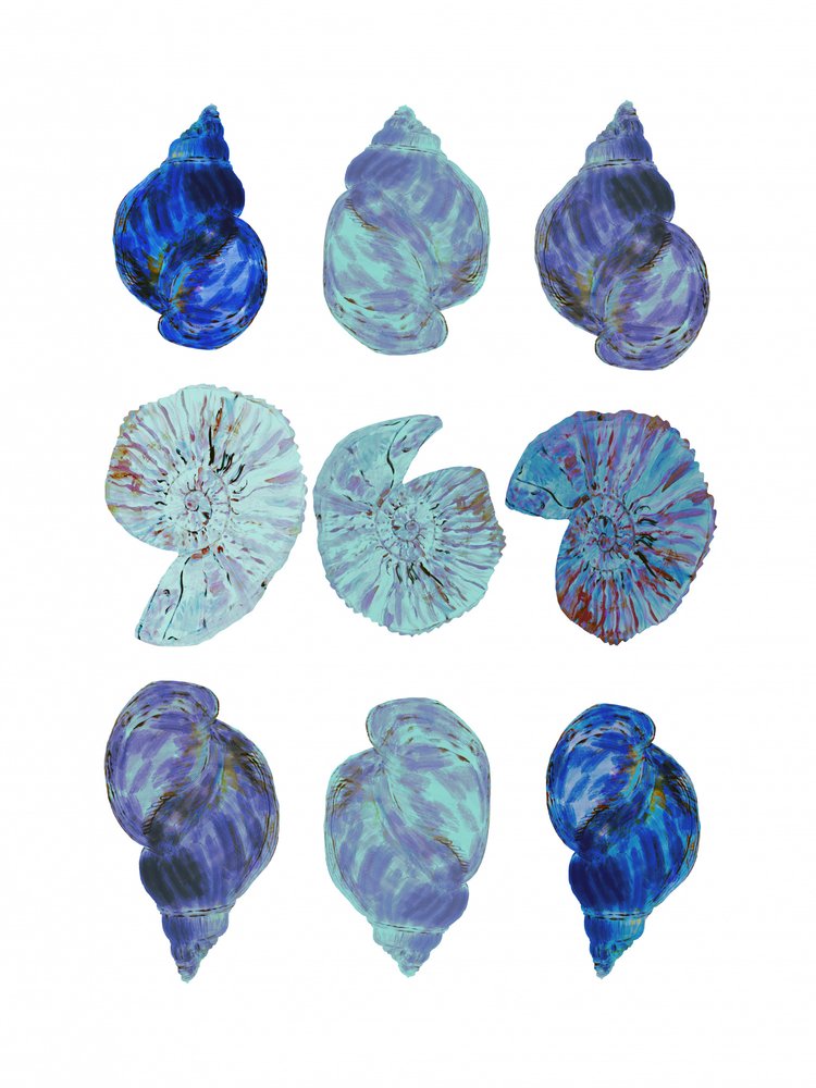 Coquillages aux couleurs vives - cartissi