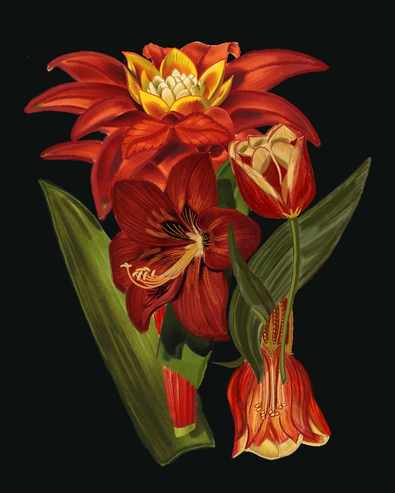 Fleurs botaniques élégantes - giovanna nicolo