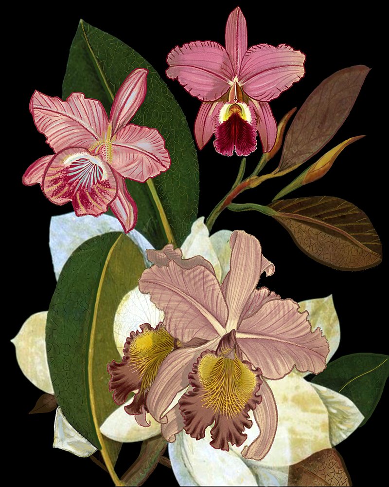 Élégantes orchidées roses - giovanna nicolo
