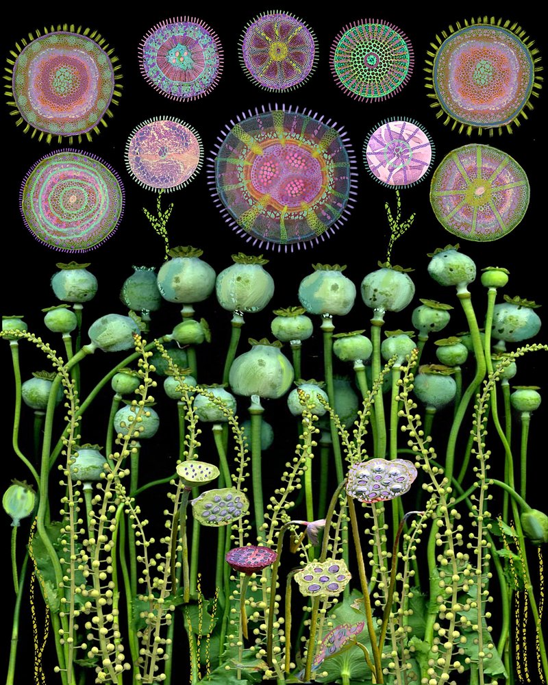 Capsules de pavot et cercles abstraits - giovanna nicolo