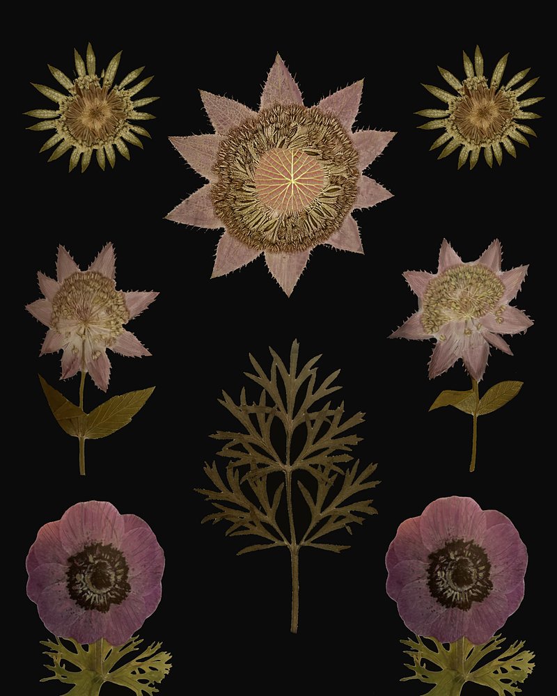 Fleurs séchées vintage - giovanna nicolo