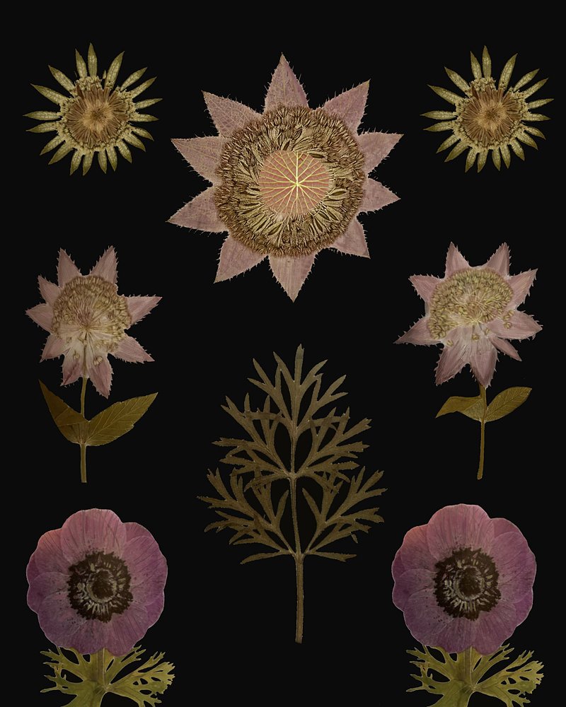 Plantes pressées vintage - giovanna nicolo