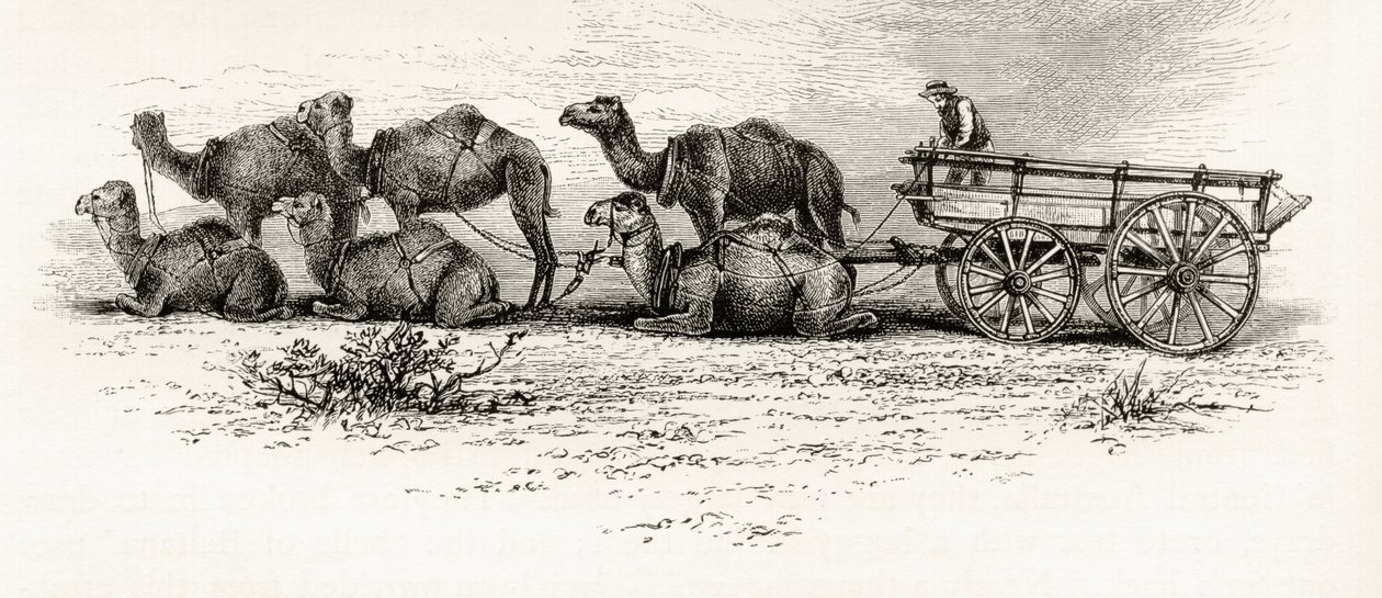 Chameaux utilisés pour transporter des matériaux à travers le désert en Australie, c.1880, de 