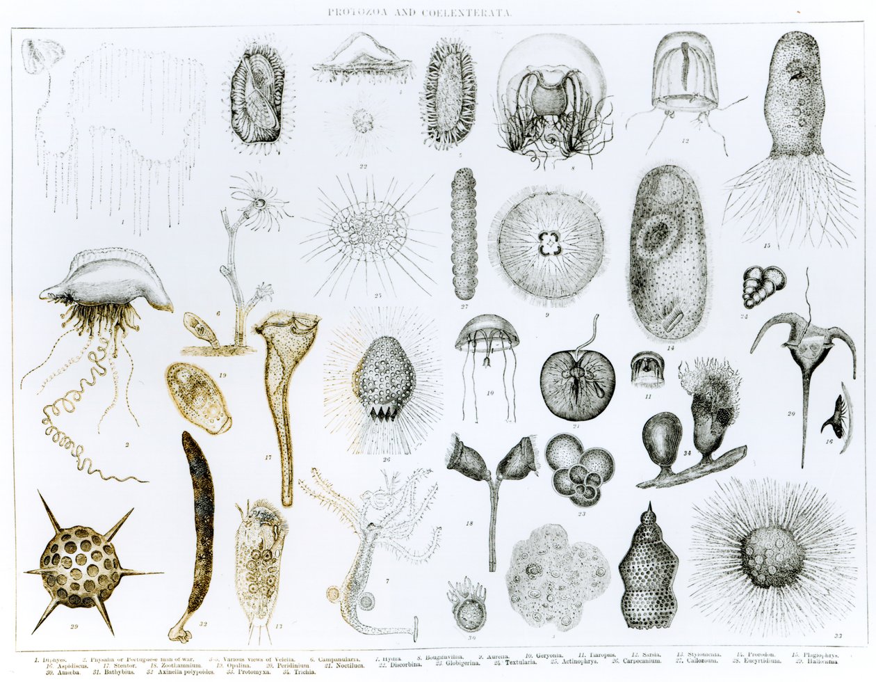 Protozoaires et Cœlentérés (lithographie) - English School