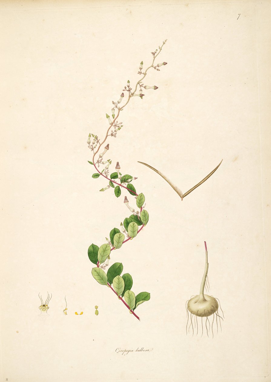 Illustration de Ceropegia bulbosa, Apocynaceae, Asclepiadoideae - anonymus