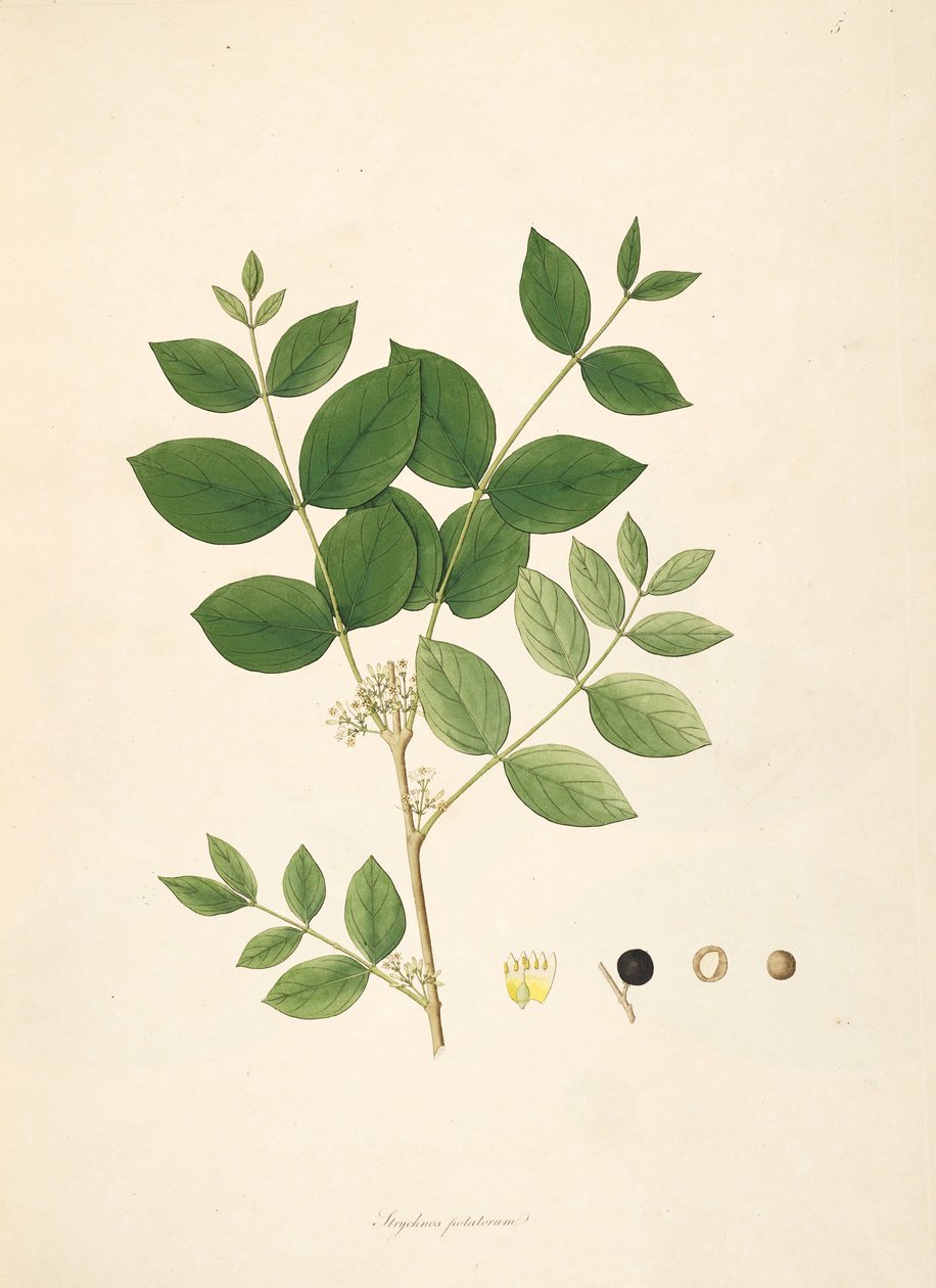 Illustration de Strychnos potatorum, Loganiaceae - anonymus