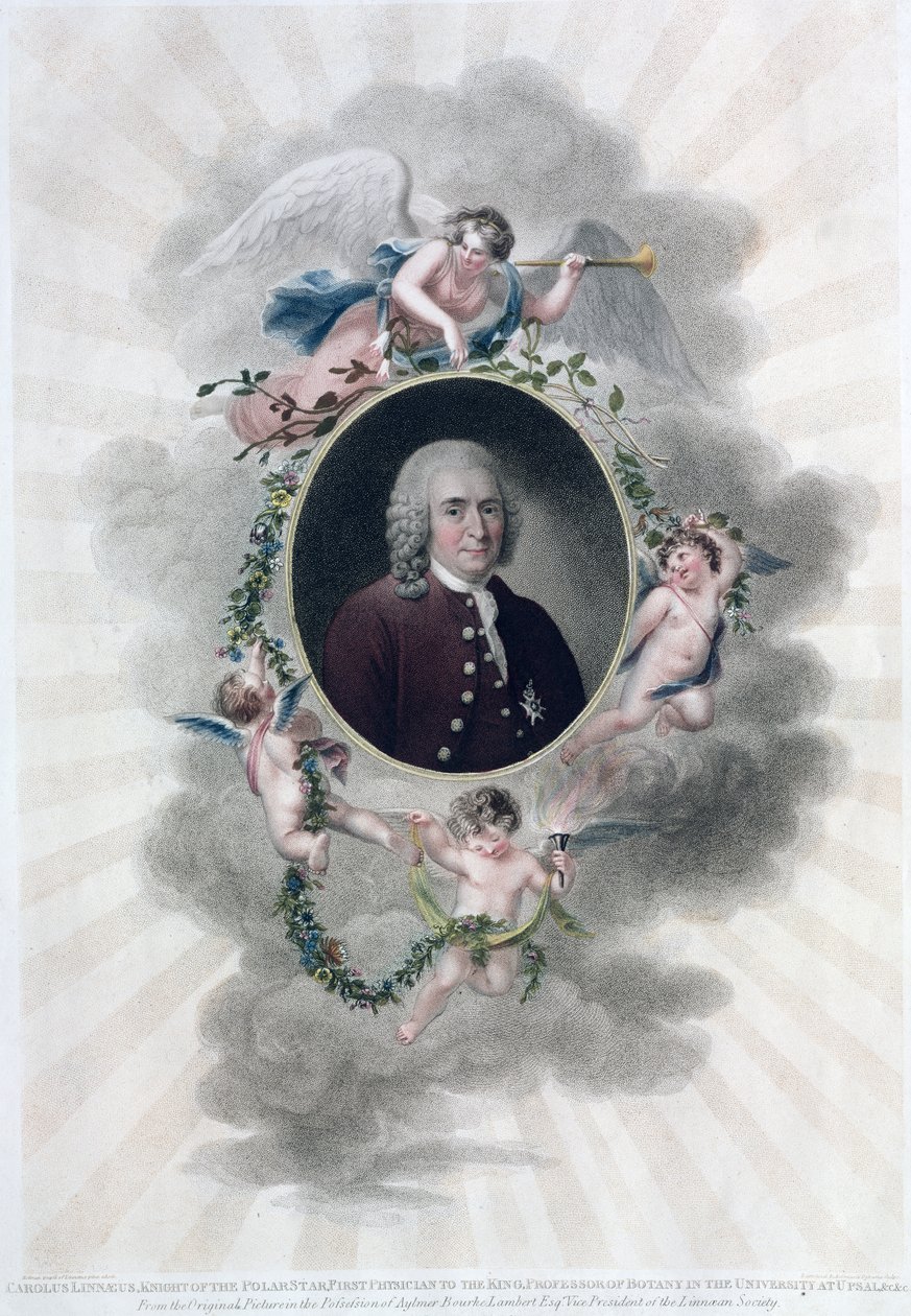 Carolus Linnaeus (1707-78), Chevalier de l