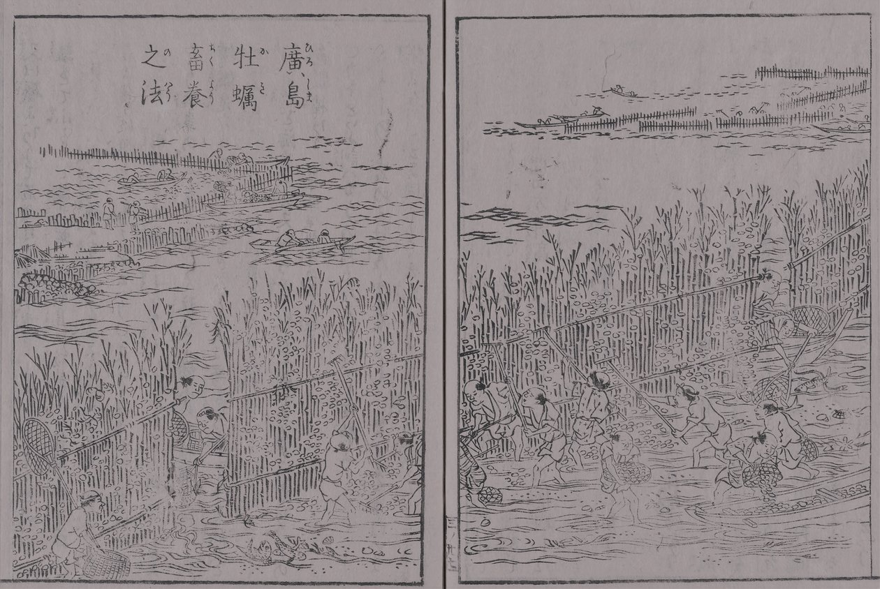 Illustration des produits célèbres des montagnes et des mers du Japon, volume 3, culture des huîtres à Hiroshima - 蔀関月 Kangetsu
