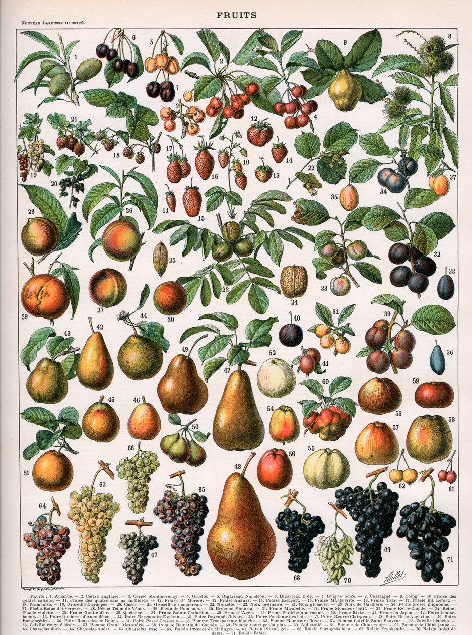 Illustration de Variétés de Fruits, vers 1905-10 (lithographie en couleur) - (after) Alillot