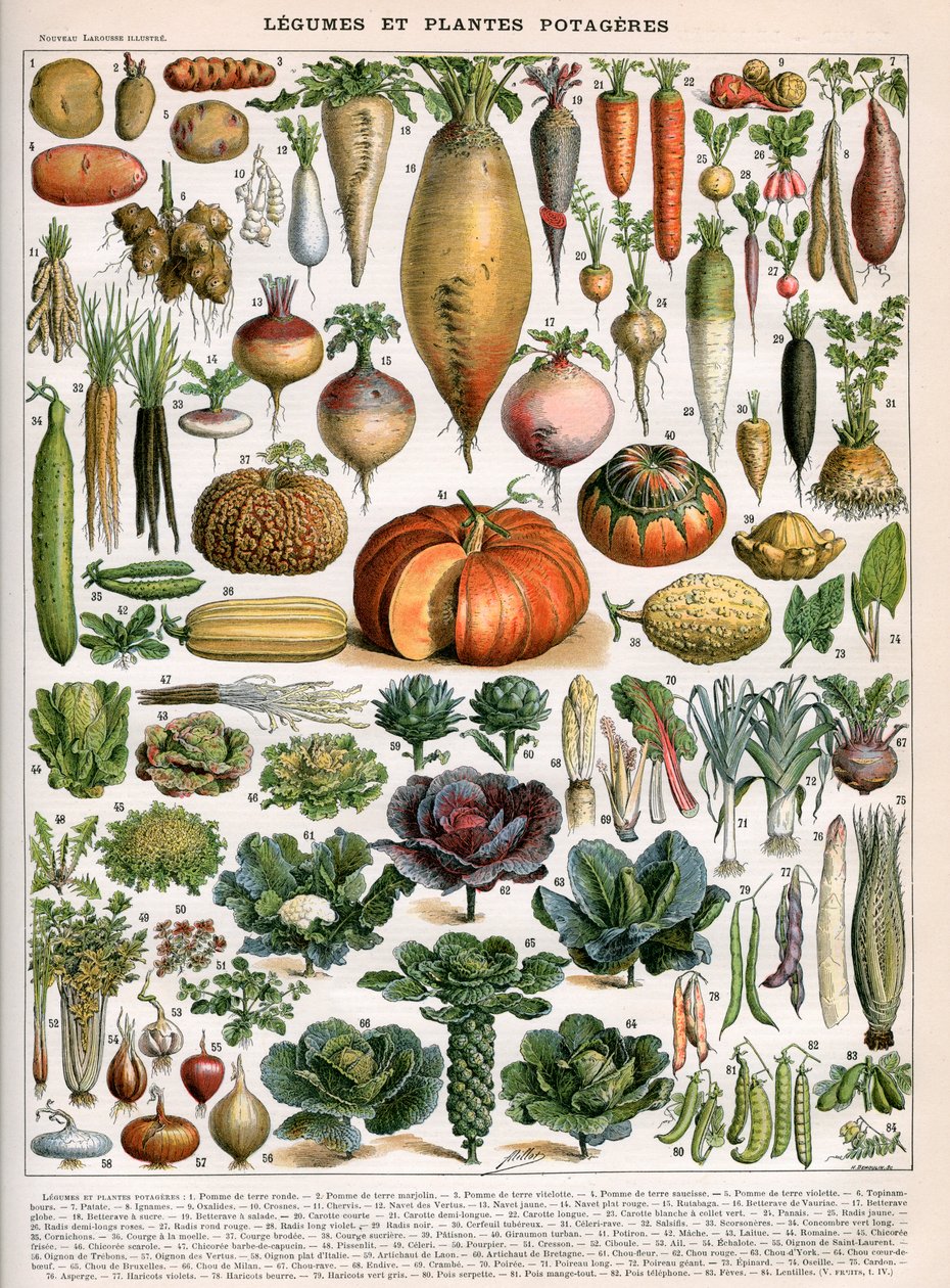Illustration de variétés de légumes, vers 1905-10 - (after) Alillot