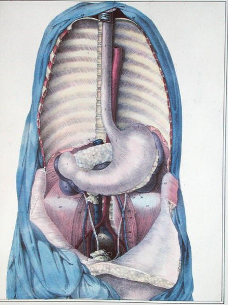 Anatomie de l