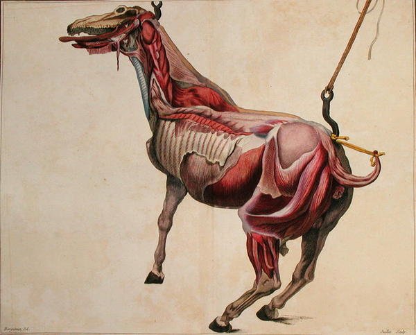 Cheval écorché, de 