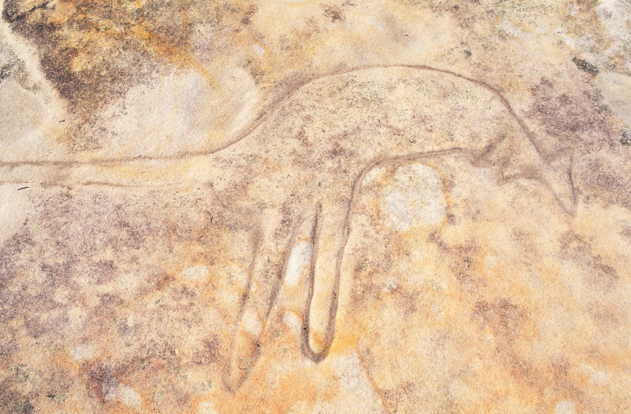 Australie, Sydney, parc national royal, Jibbon Head, gravure rupestre aborigène de kangourou - Unknown
