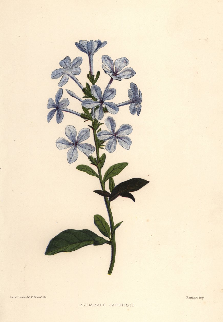 Plumbago auriculata (Plumbago capensis) - Unknown