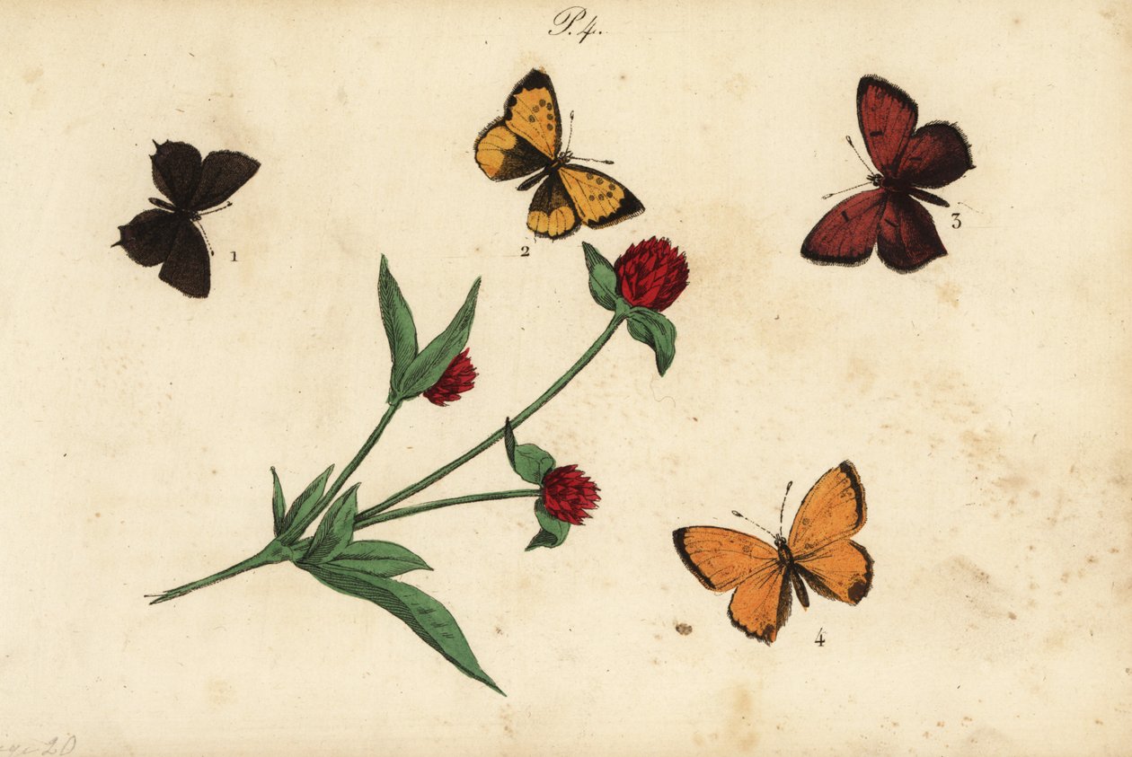 Azuré commun, Polyommatus icarus 1, thécla de Provence, Tomares ballus 2, cuivré bordé de pourpre, Lycaena hippothoe 3 et cuivré de la verge d