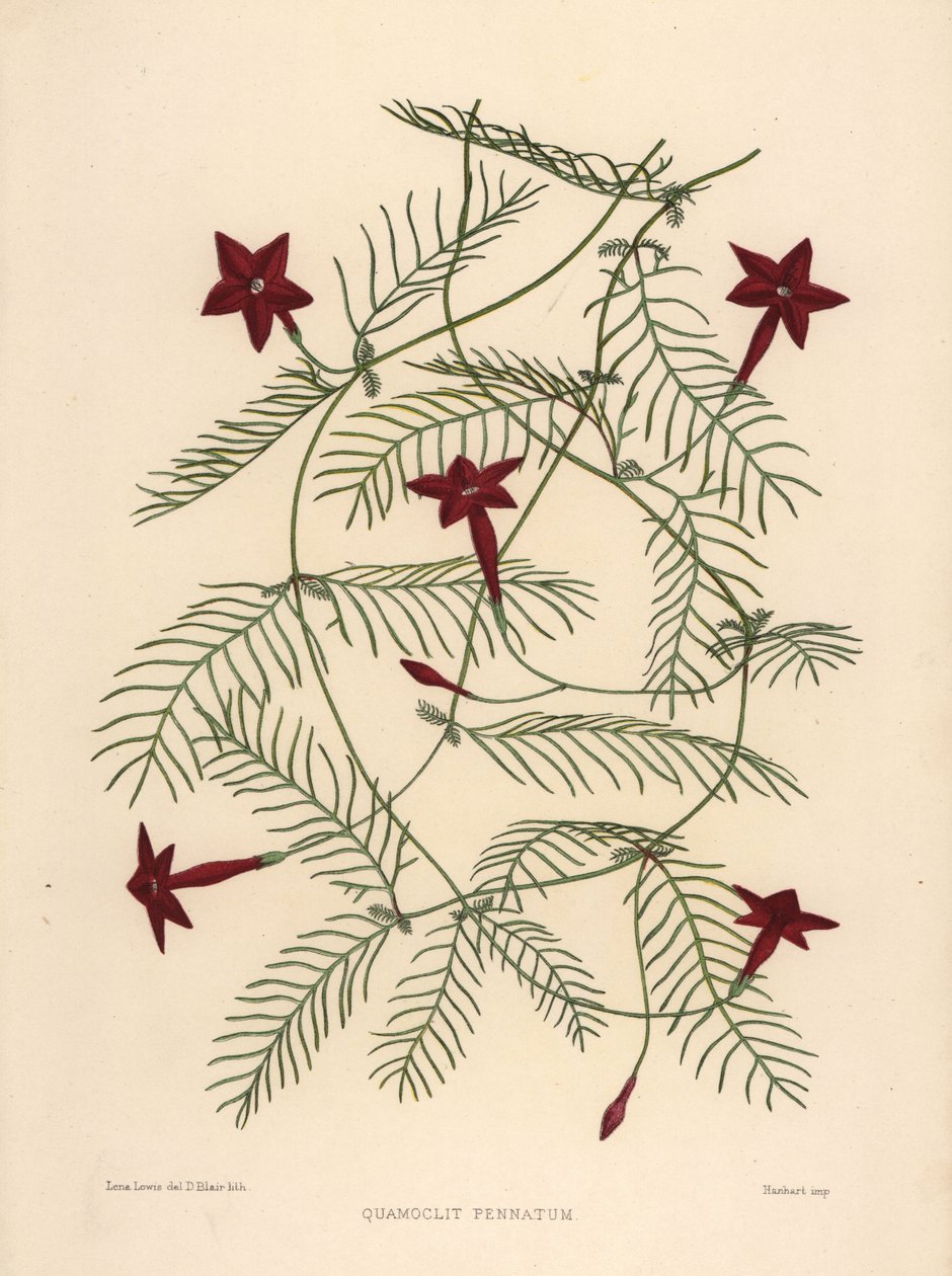 Liane de cyprès, Ipomoea quamoclit - Unknown