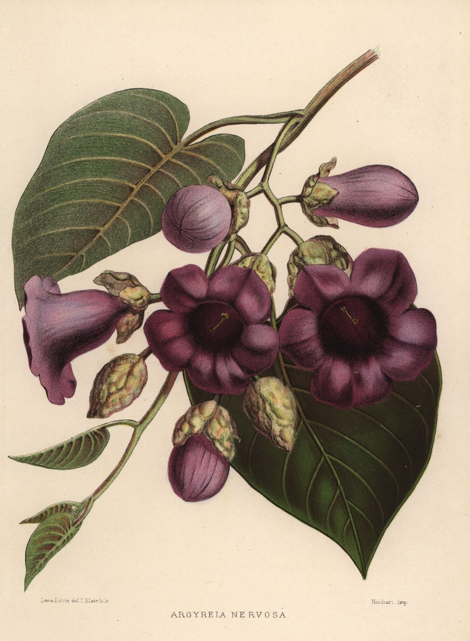 Liane éléphant, Argyreia nervosa - Unknown