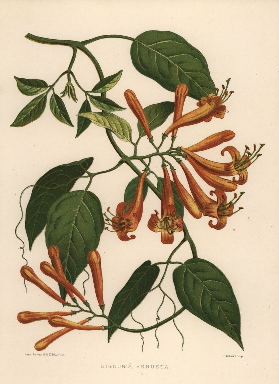 Liane de flamme ou trompette orange, Pyrostegia venusta - Unknown