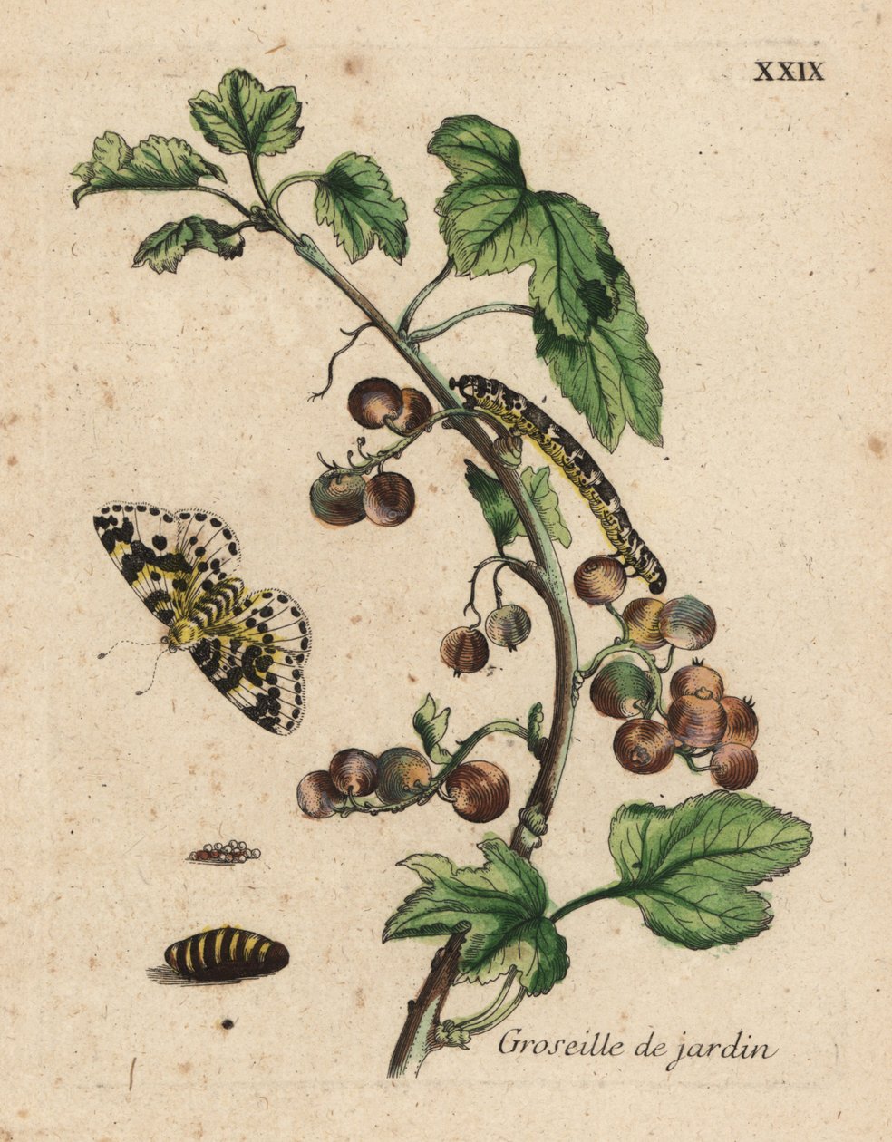 Groseillier, groseille de jardin, Ribes uva-crispa avec papillon de nuit, chenille et chrysalide, Planche XXIX - Unknown