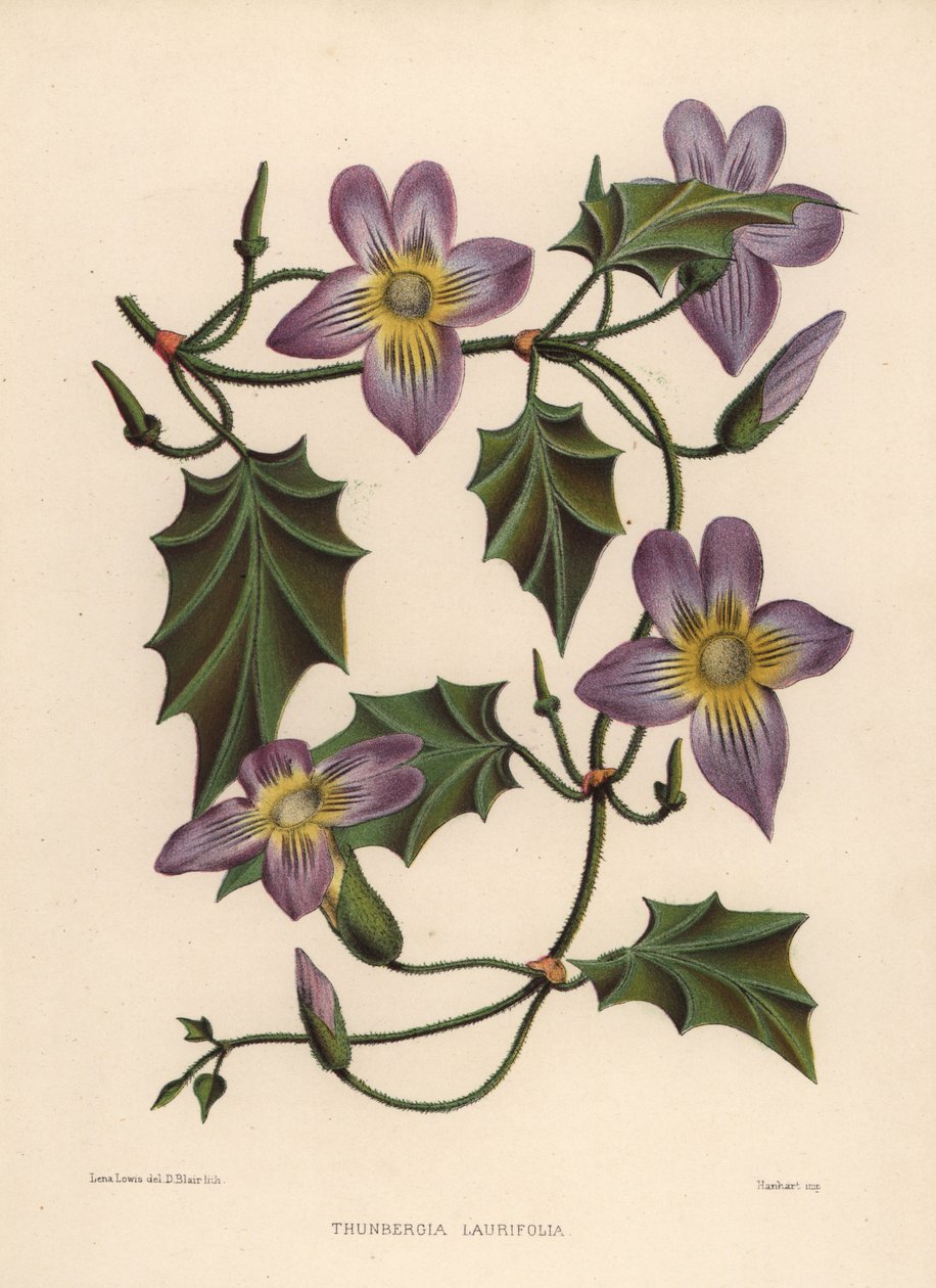 Thunbergie à grandes fleurs ou trompette bleue, Thunbergia laurifolia - Unknown