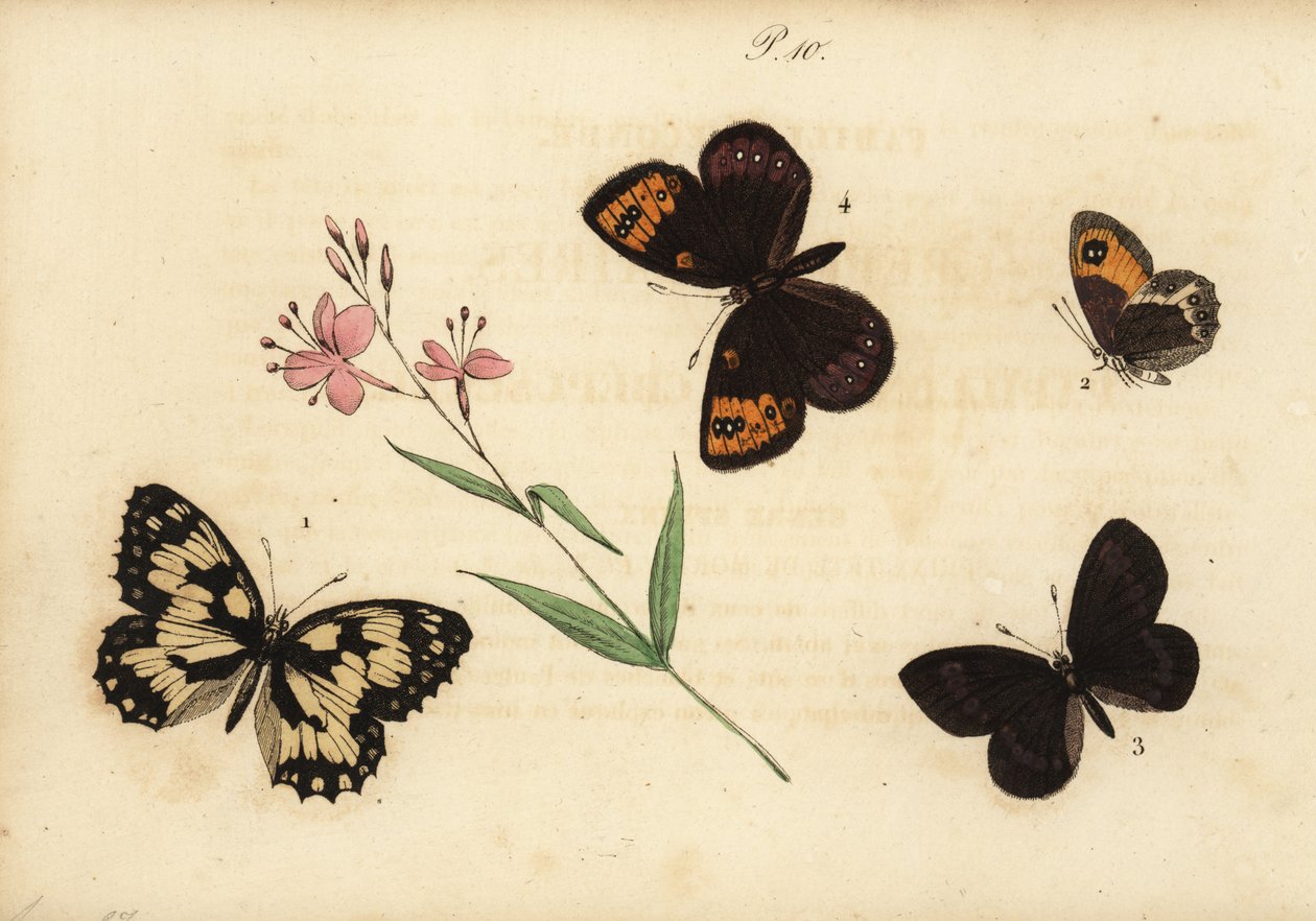 Demi-deuil, Melanargia galathea 1, satyre espagnol, Pyronia bathseba 2, satyre des amandiers, Erebia alberganus 3, et satyre printanier, Erebia epistygne 4. Satyre demi-deuil, Satyre pasiphae, Satyre ce - Unknown