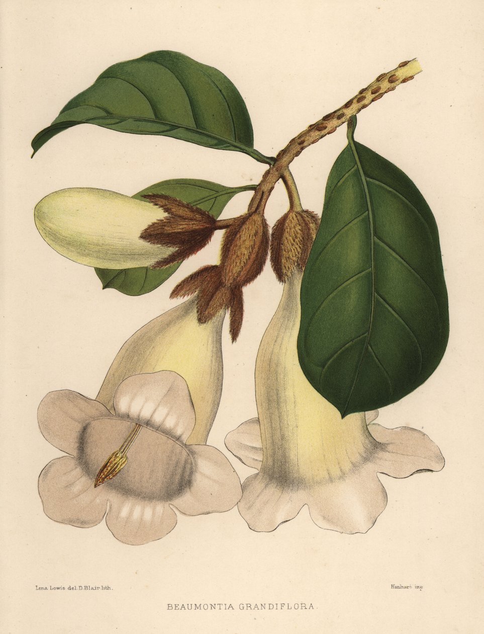 Fleur de trompette du Népal ou trompette des hérauts, Beaumontia grandiflora - Unknown