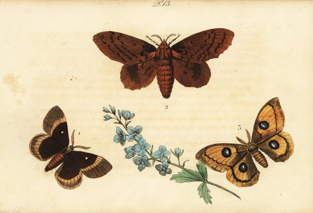 Bombyx du chêne, Lasiocampa quercus 1, lappet du peuplier, Gastropacha populifolia 2, et empereur tau, Aglia tau 3 - Unknown