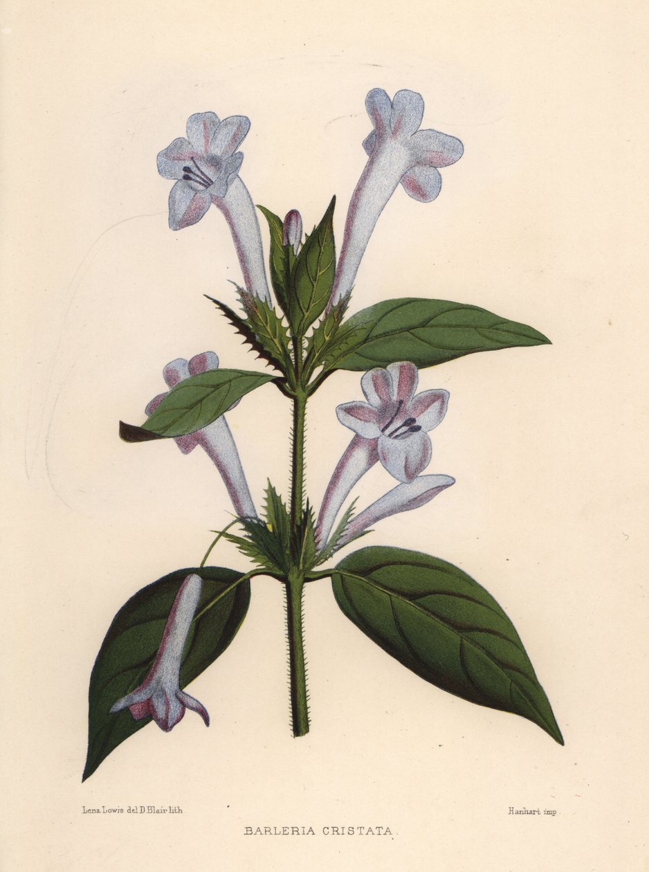 Violette des Philippines, Barleria cristata - Unknown
