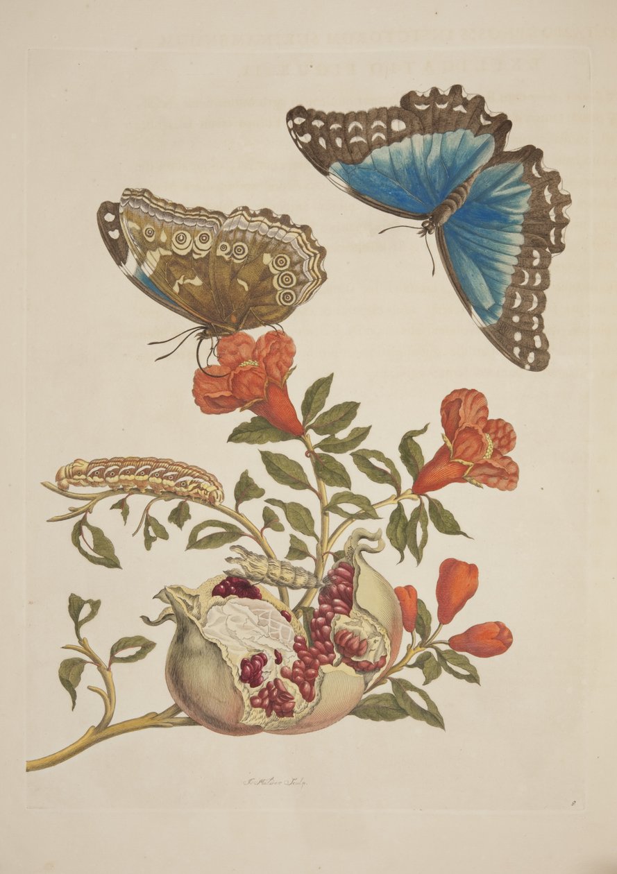 Planche IX de Metamorphosis Insectorum Surinamensium par Maria Sibylla Merian, 1705 - Unknown