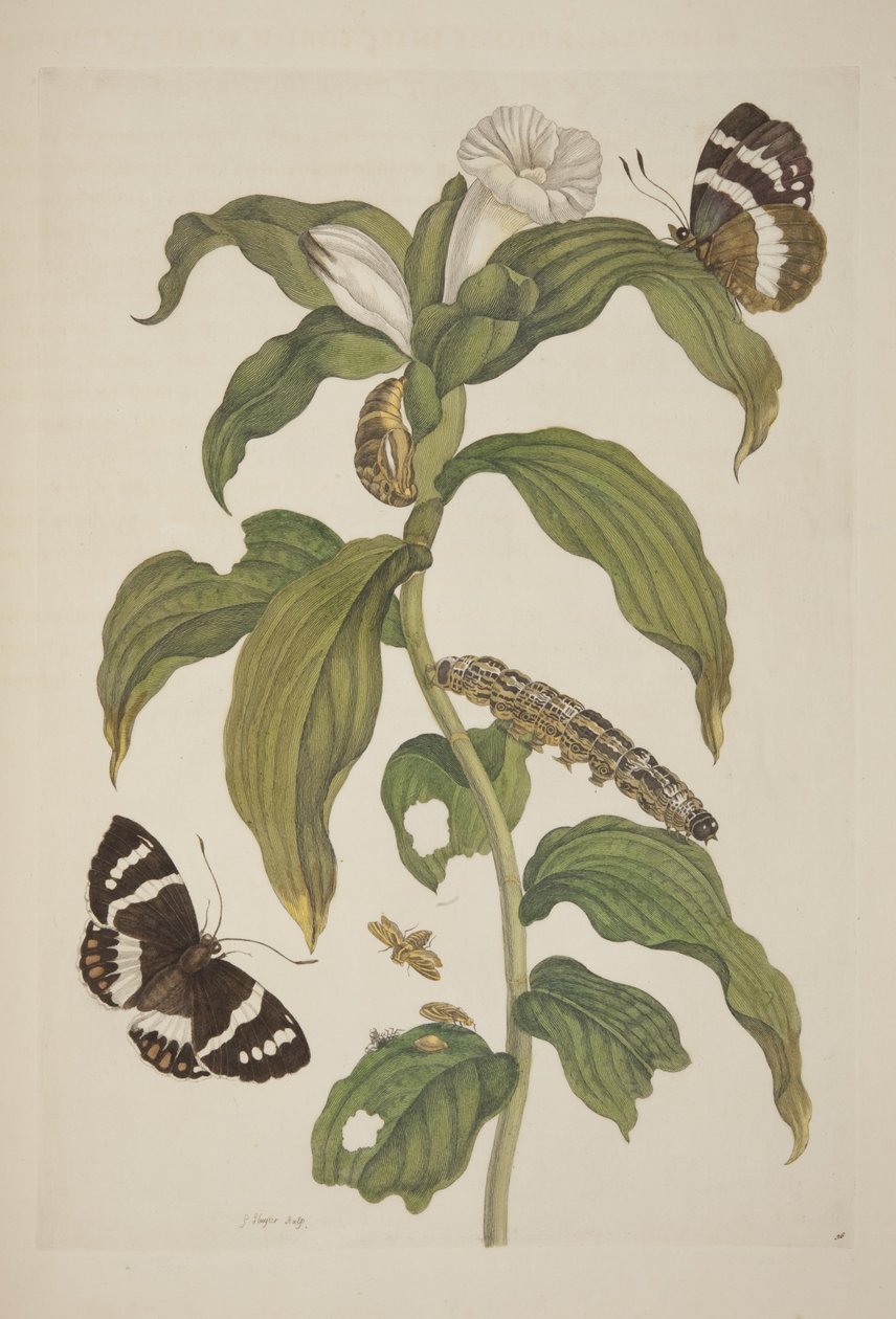 Planche XXVI de Metamorphosis Insectorum Surinamensium par Maria Sibylla Merian, 1705 - Unknown