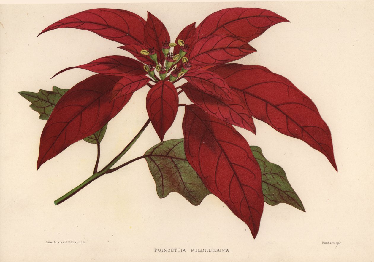 Poinsettia, Euphorbia pulcherrima - Unknown