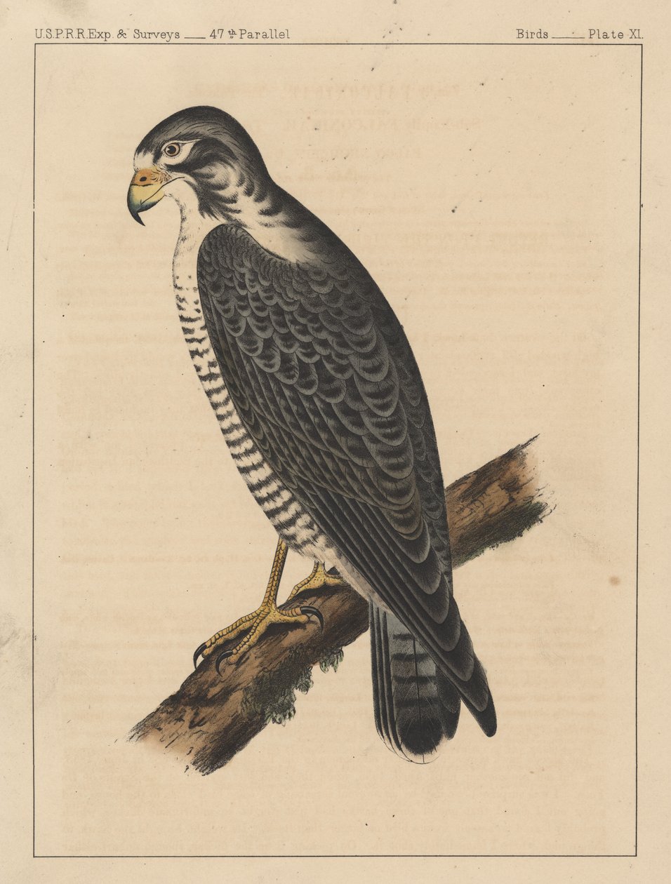 Oiseaux, Planche XI, 1855 - American School