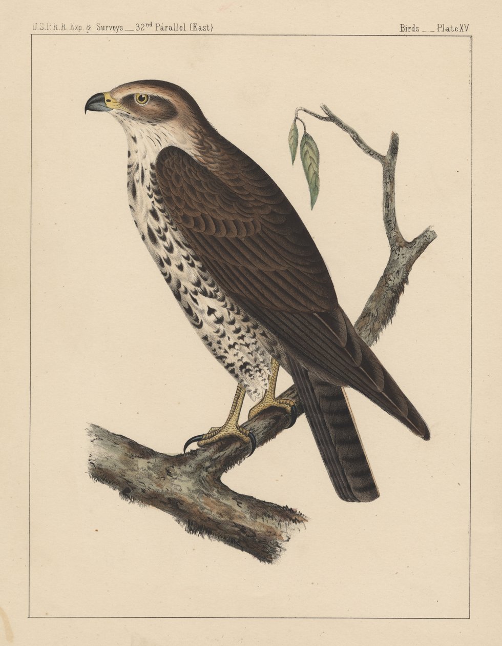 Oiseaux, Planche XV, 1855 - American School