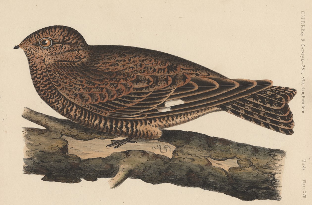 Oiseaux, Planche XVII, 1855 - American School
